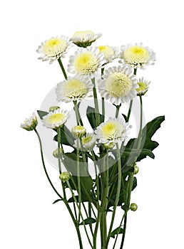 Twig of white chrysanthemum santini flowers isolated