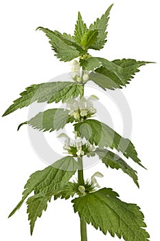 Twig of white dead nettle