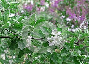 Twig with white flowers of an apple tree on a background of blooming lilac