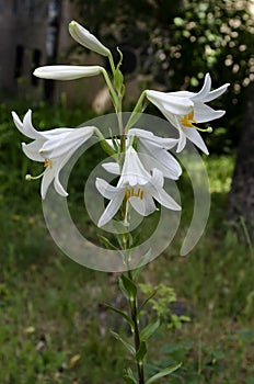 Twig with white flowers of Madonna Lily or Lilium candidum