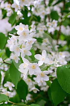 Twig with white jasmine flower in spring