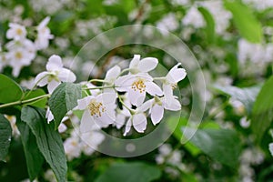 Twig with white jasmine flower in spring