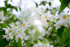 Twig with white jasmine flower in spring