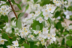 Twig with white jasmine flower in spring