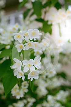 Twig with white jasmine flower in spring