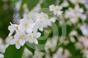 Twig with white jasmine flower in spring