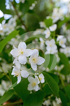 Twig with white jasmine flower in spring
