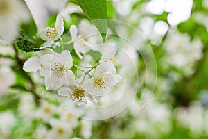 Twig with white jasmine flower in spring