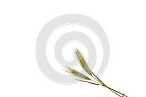 A white background with a twig of field grass photo