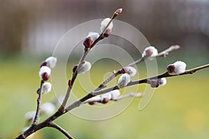 Twig with willow catkins