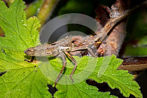 Twig wilter bug Holopterna alata