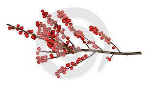 Twig of Winterberry Holly Ilex verticillata with red berries photo