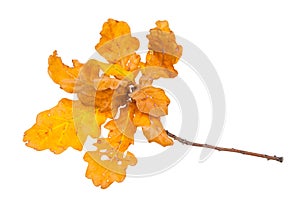 Twig with yellow and brown oak leaves in autumn