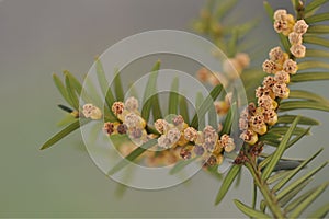 Twig of yew with male flowers. Taxus-baccata