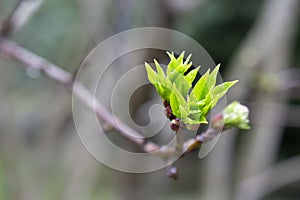Twig with young blossoming leaves in the spring. Young tree growing at the spring. The buds have bloomed. Close-up