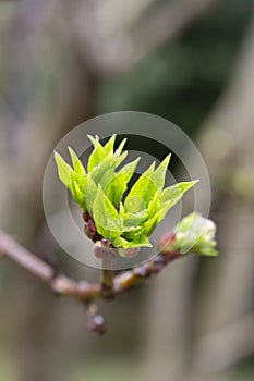 Twig with young blossoming leaves in the spring. Young tree growing at the spring. The buds have bloomed. Close-up