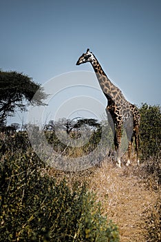 twiga, giraffe in wildlife