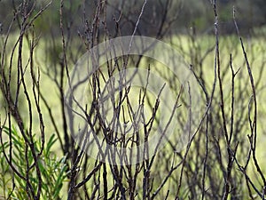 Twiggy leafless desert bush on the Uluru base walk trail, Northern Territory