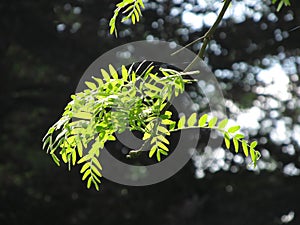 Twigs of acacia