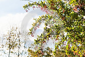 Twigs of barberry bush with ripe fruits in evening
