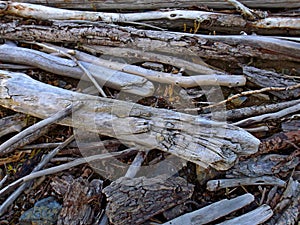 Twigs and bark of trees