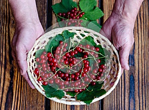 Twigs and berries of red currant in a basket