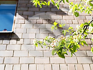 Twigs of blossoming apple tree and wall of house