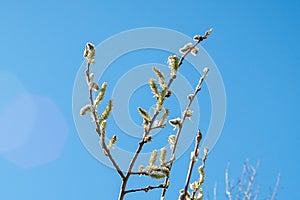 Twigs of blossoming pussy-willow against the blue sky