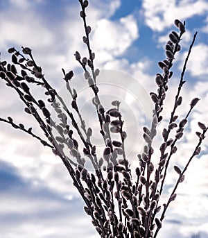 Twigs of blossoming pussy-willow against a blue sky with white clouds.