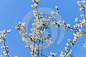 twigs of blossoming pussy willow on a background of blue sky