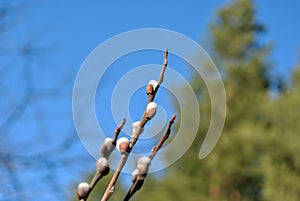Twigs of a blossoming white fluffy willows and green pine trees on background, blue sky