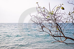 Twigs or branch tree at caost with ocena blue sea.