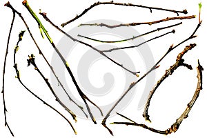 Twigs and Branches