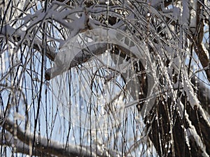 Twigs, branches and barks of a willow tree covered with ice and snow