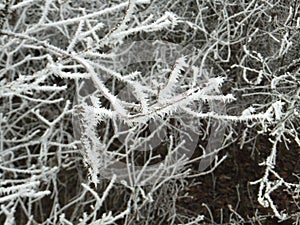 Twigs of a bush covered in frost