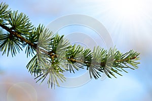 Twigs of a Cedar or Lebanon Tree Cedrus libani