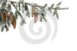 Twigs of christmas tree  spruce  with cones covered hoarfrost and in snow on a white background with space for text