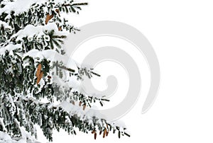 Twigs of christmas tree  spruce  with cones covered hoarfrost and in snow on a white background with space for text