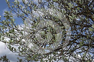 Twigs of a common whitebeam in springtime