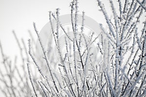Twigs covered with frost on a cold winter day