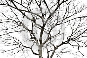 Twigs of a dead tree isolated on a white background, clipping path