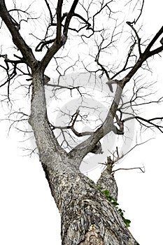 Twigs of a dead tree isolated on a white background, clipping path