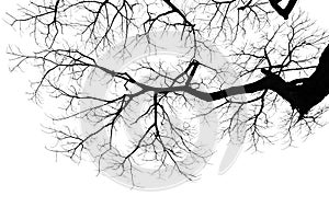 Twigs of a dead tree isolated on a white background, clipping path