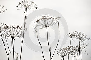 Twigs with dill seeds on white background