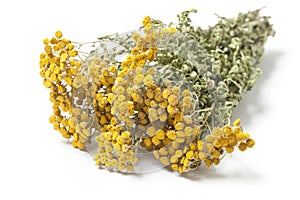 Twigs of Dried Herb Tansy