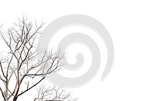 twigs, dry trees on a white background Object concept