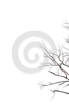 twigs, dry trees on a white background Object concept