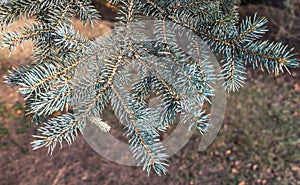 The twigs of a fir-tree with green spruce needles and brown buds on the blurred green trees background