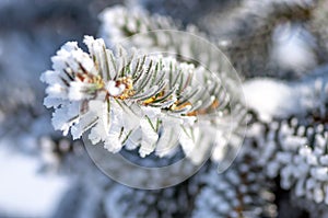 Twigs of fir tree in the snow, winter background