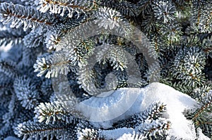 Twigs of fir tree in the snow, winter background